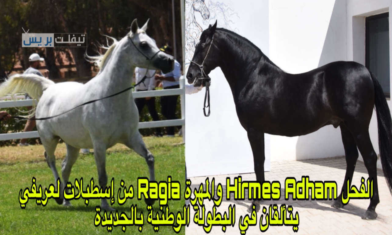 Hirmes الفحل Hirmes Adham والمهرة Ragia من إسطبلات لعريفي يتألقان في البطولة ...